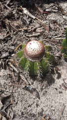 Melocactus violaceus margaritaceus