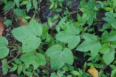 Passiflora sicyoides