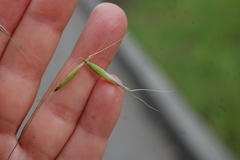 Avena fatua