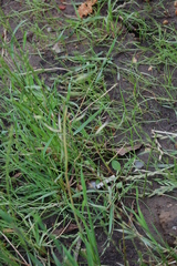 Avena fatua