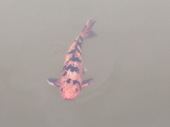 Cyprinus rubrofuscus