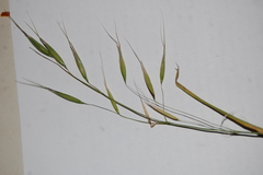 Avena fatua