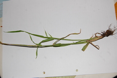 Avena fatua