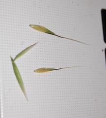 Avena fatua