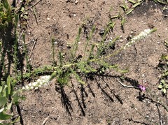 Dischisma ciliatum erinoides