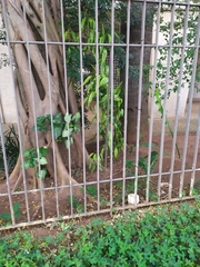 Ficus doliaria