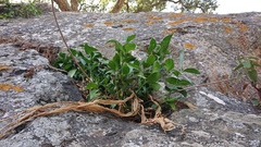 Ruscus hypophyllum