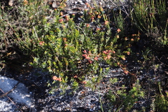 Stylapterus fruticulosus