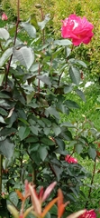 Rosa chinensis