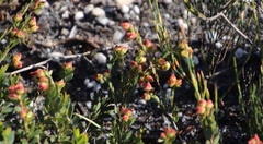 Stylapterus fruticulosus