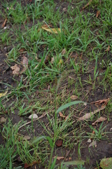 Echinochloa crus-galli