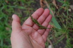 Echinochloa crus-galli