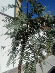 Schinus molle