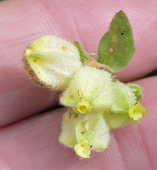 Hermannia hyssopifolia