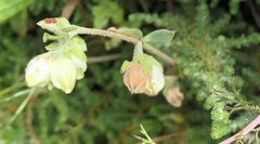 Hermannia hyssopifolia
