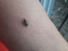 Astylus cyanerythrus