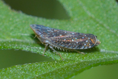 Scaphytopius frontalis