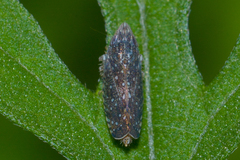 Scaphytopius frontalis