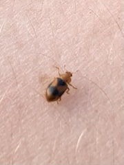 Coccidula scutellata