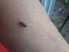 Astylus cyanerythrus