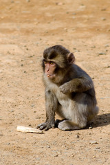 Macaca fuscata fuscata