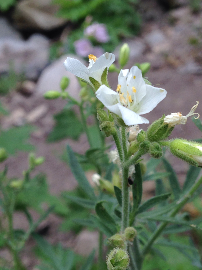 Polemonium foliosissimum var. alpinum