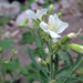 Polemonium foliosissimum alpinum - Photo (c) Damon Tighe, algunos derechos reservados (CC BY-NC)