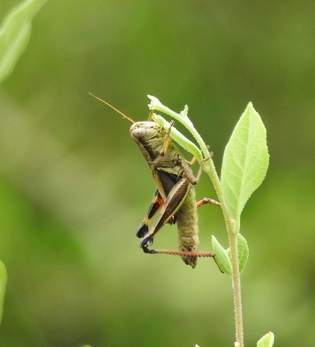 Symmetrical Locust