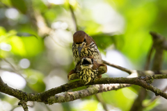 Micromonacha lanceolata