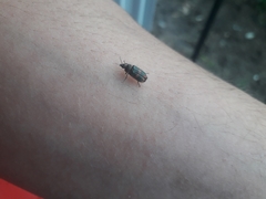 Astylus cyanerythrus