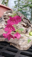 Lophospermum