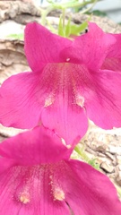 Lophospermum