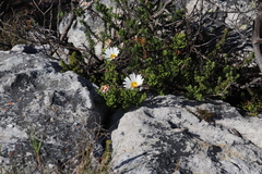 Arctotis aspera aspera