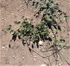 Cissampelos capensis