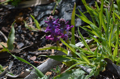 Lachenalia orchioides parviflora