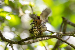 Micromonacha lanceolata