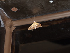 Nosophora semitritalis