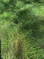 Carex pansa