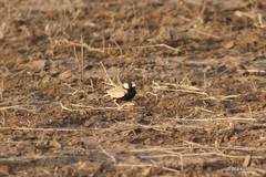 Eremopterix nigriceps