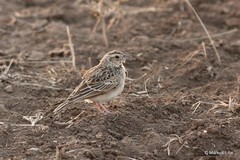 Mirafra javanica
