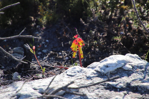 Image of Lachenalia luteola by (c) Tony Rebelo, some rights reserved (CC BY-SA)