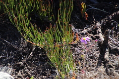 Serruria decumbens