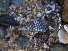 Cerithium coralium