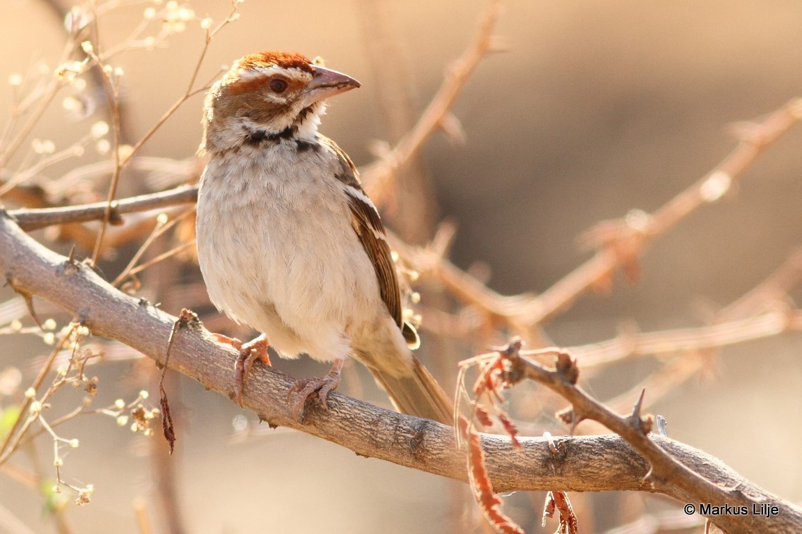 @sparrow36404506 sparrow様 White-Crowned Sparrow (Zonotrichia leucophrys) - Joel Sartore