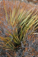 Aciphylla aurea