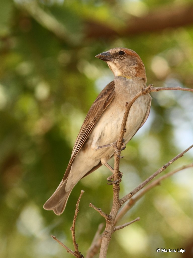 Sahel Bush Sparrow photo