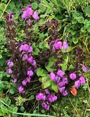 Pedicularis gracilis
