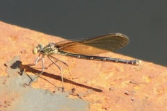 Hetaerina americana