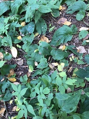 Mertensia paniculata