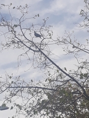 Patagioenas maculosa